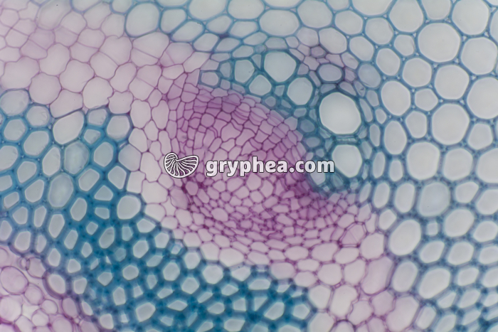 Tige de Clématite CT - faisceau libéro-ligneux x100 - gryphea.com